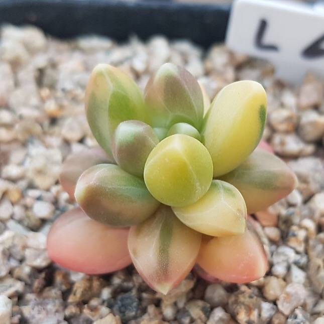 PRESALE Pachyphytum Compactum, Variegata, (Not so Random)