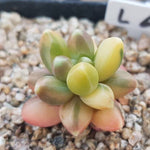 PRESALE Pachyphytum Compactum, Variegata, (Not so Random)