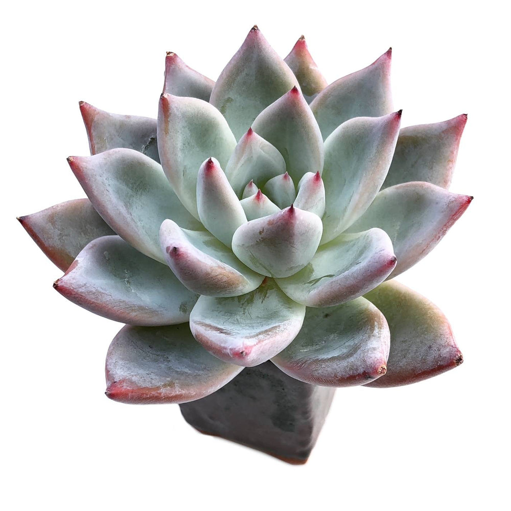 Echeveria 'White Robin'