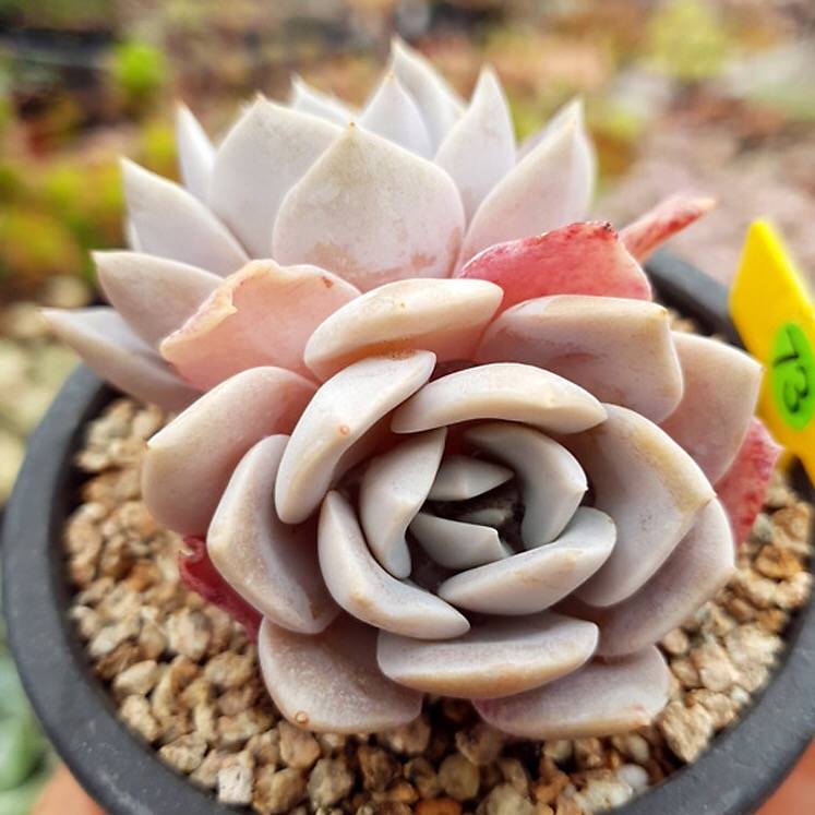 PRESALE Echeveria Grouse, Double, (Random)