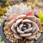 PRESALE Echeveria Grouse, Double, (Random)