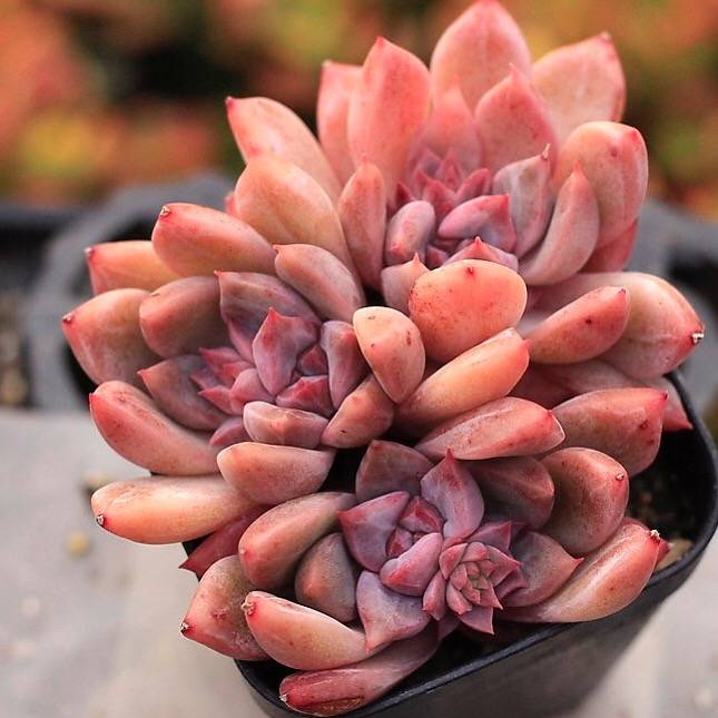 PRESALE Echeveria Bonifica, (New!)