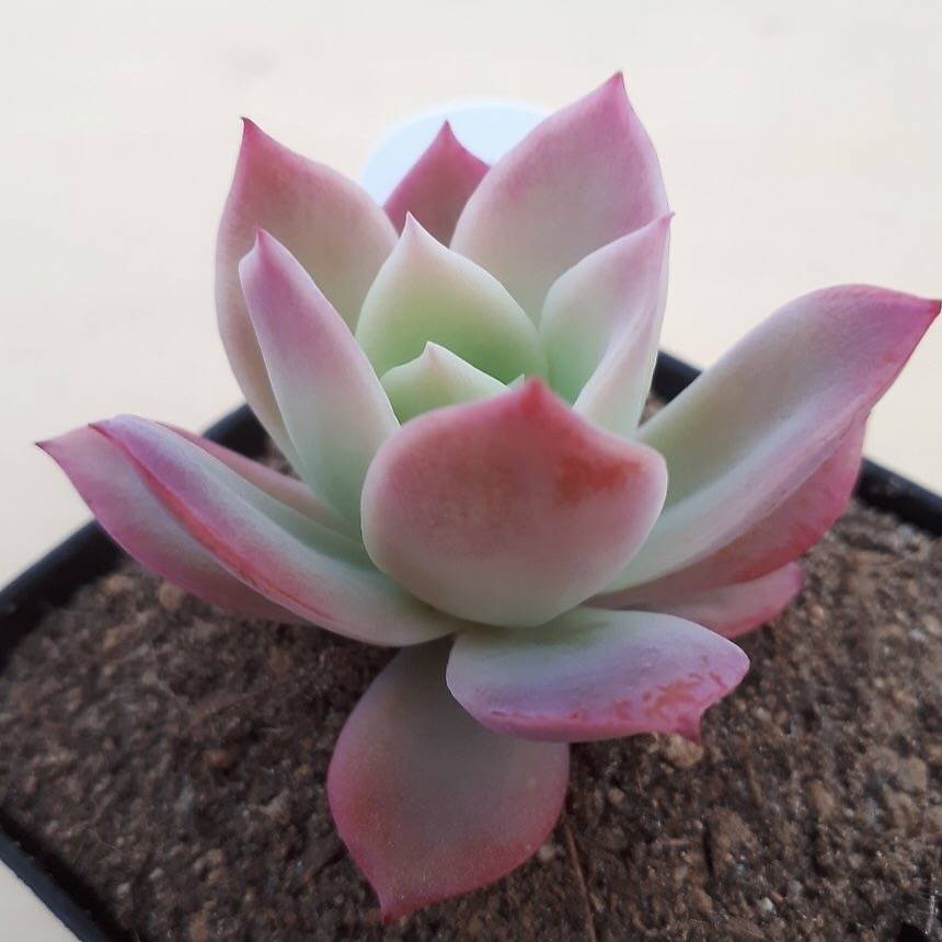 PRESALE Echeveria Joy, (Random)