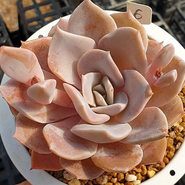 PRESALE Echeveria Grouse, (Random)