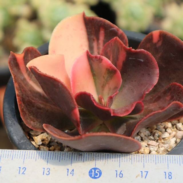 PRESALE Echeveria Pre Madonna, (Not So Random)