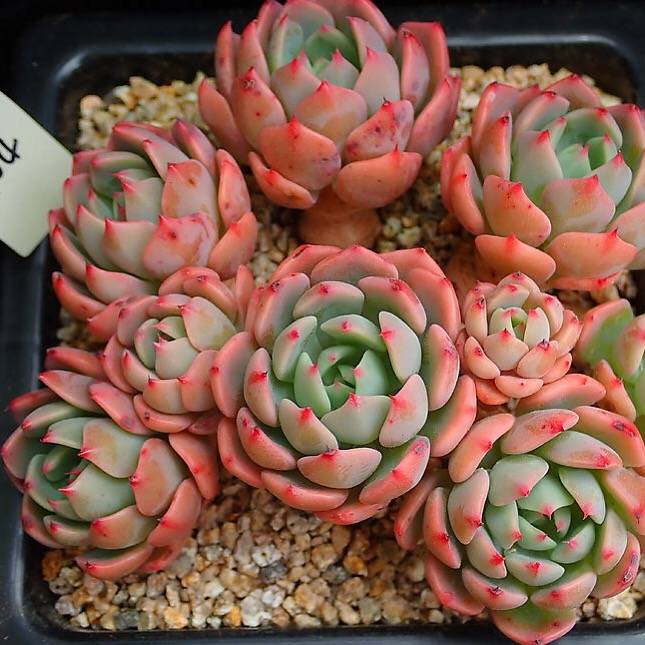 PRESALE Echeveria Nana Hook, (Random)