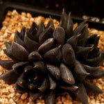 PRESALE Echeveria Black Knight, Triple, (Random)