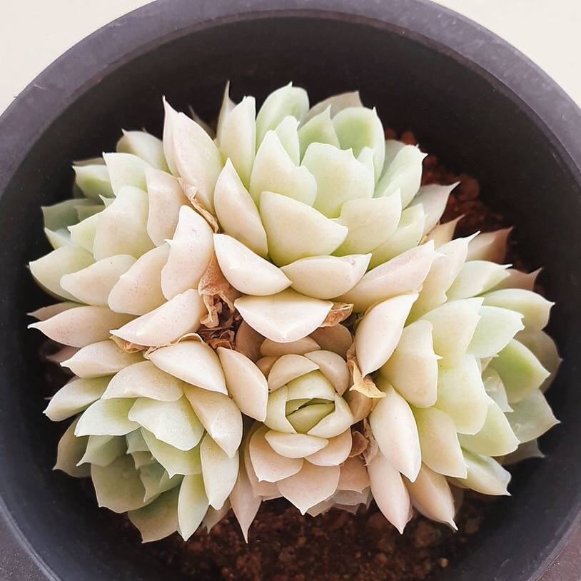 PRESALE Echeveria Hughmillus, Cluster, (Random)