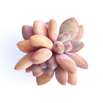 Pachyphytum Frevel cv (Hybrid?)