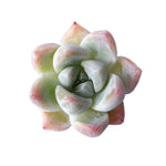 Echeveria Ice Green Hybrid