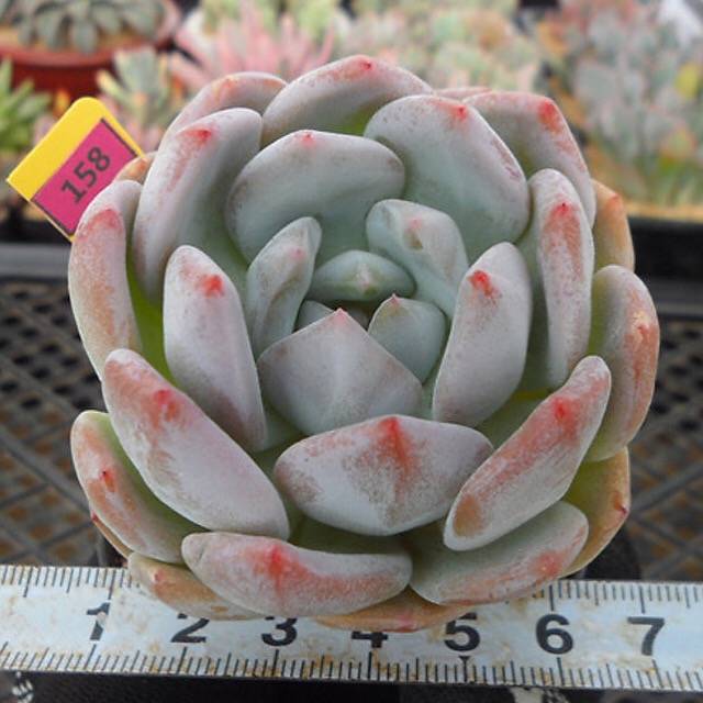 (RESERVED) Echeveria Potosina