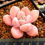 PRESALE Echeveria Arteusa, (Random)