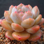 PRESALE Echeveria HOSIKAGE, (Random)