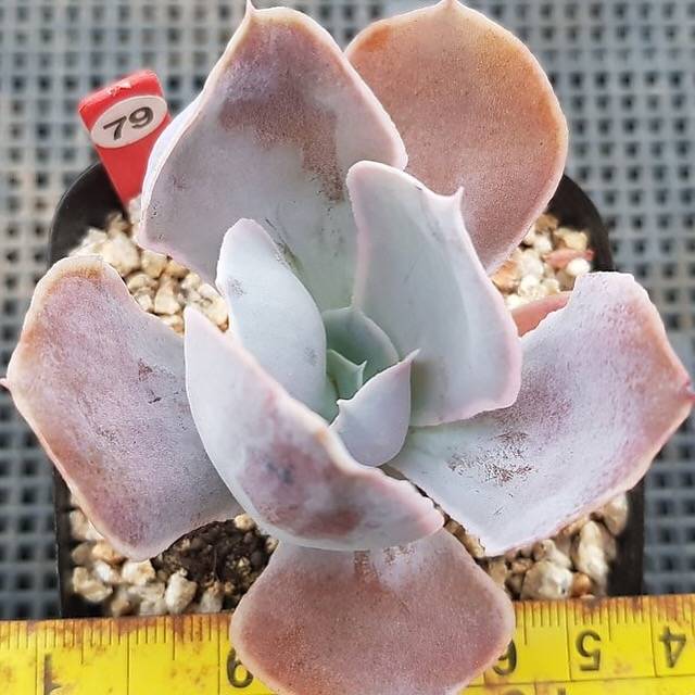 PRESALE Echeveria Vivian, NEW! (Random)