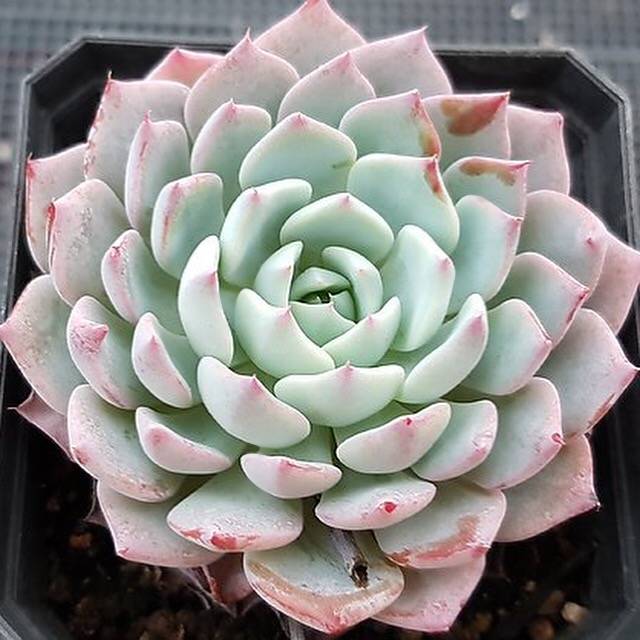 Echeveria Caribbean Blue, (Random)