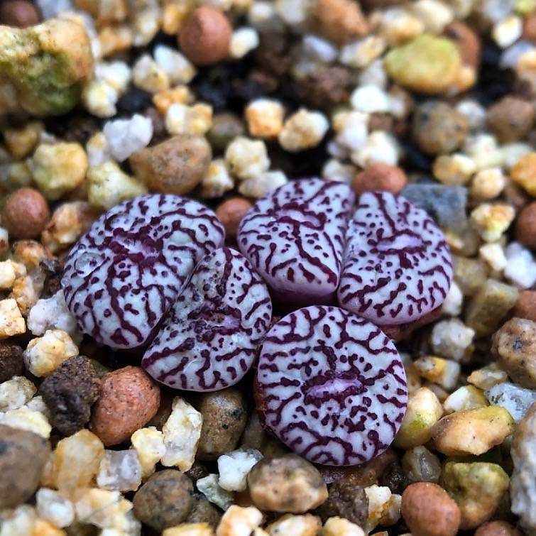 Conophytum Wittebergense, Small Cluster