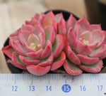 PRESALE Echeveria Noble, Cluster, (Random)