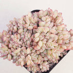 PRESALE Echeveria Brave Cristata, (Random)