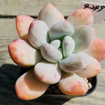 Pachyphytum Sp. #2