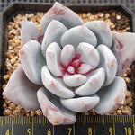 Echeveria Trumso, (Random)