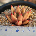 PRESALE Echeveria Psyche, (Not so Random)