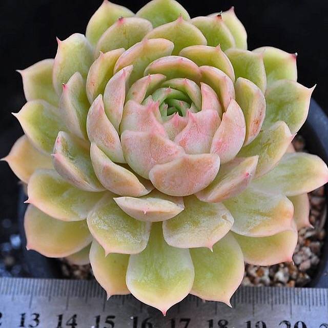 Echeveria Onlow, (Random)