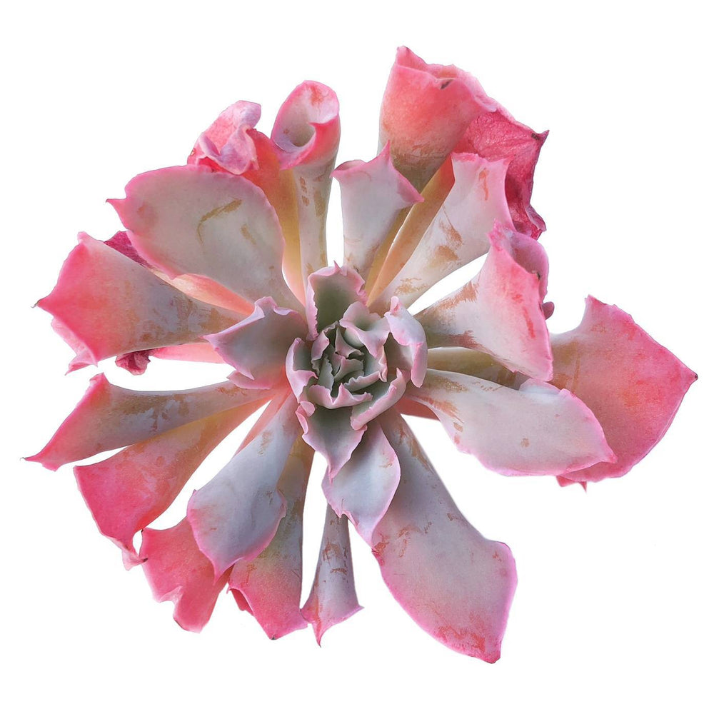 SALE! Echeveria Trumpet Pinky