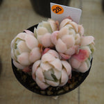 MOTHER'S DAY WEEKEND FLASH SALE! PRESALE Echeveria Elegans, Mini Clusters, (Random)