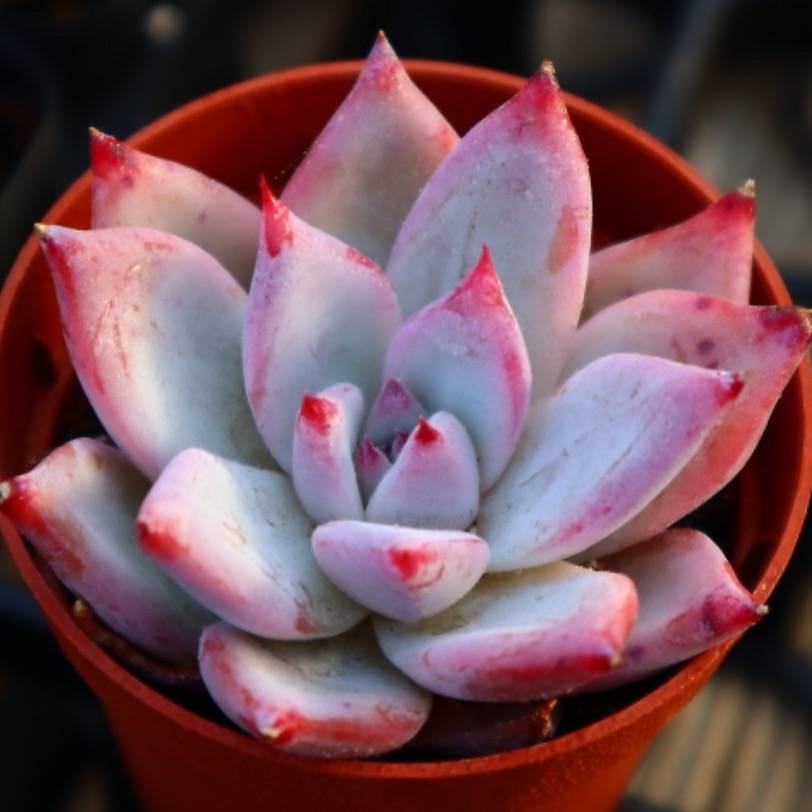 Echeveria Colorata