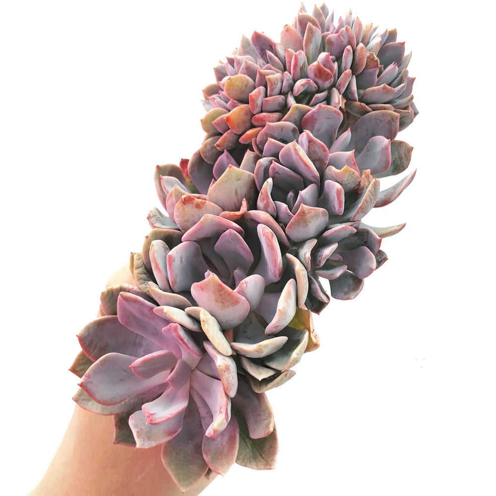 The GOOD, The BAD and The UGLY SALE! Graptoveria Debbie, Cristata