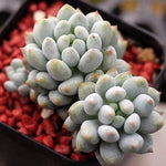 SPECIAL!! JUST CART! PRESALE Echeveria Crown Ball, (Exact Plant)