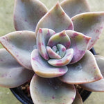 Graptoveria Bainesii, (Random)