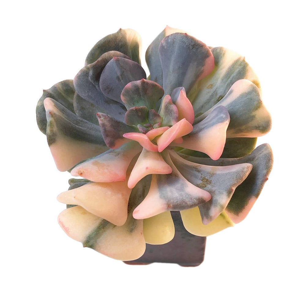 Echeveria Cubic Frost, Variegata