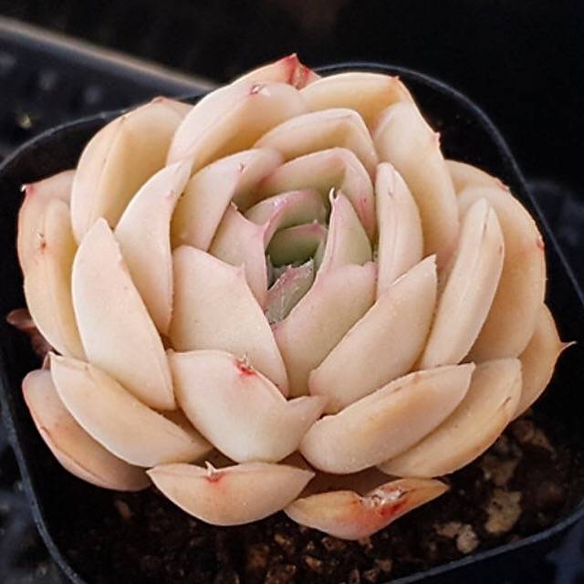 PRESALE Echeveria Strawberry Ice, (Random)