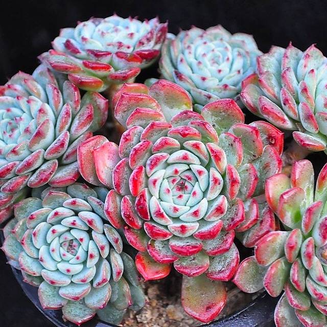 blue red succulents Echeveria Blue Minima, Clusters, (Random, but please read before carti – Cedar Creek Farmhouse