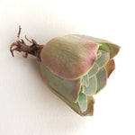SALE! Greenovia, Large (Unknown type)