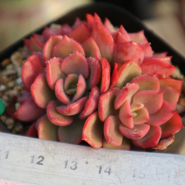 PRESALE  Echeveria Noble Clusters, (Random)