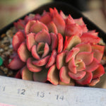 PRESALE  Echeveria Noble Clusters, (Random)