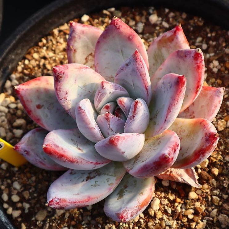 Echeveria Colorata Sp.