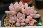 PRESALE Echeveria Sp. Cluster, (Random)