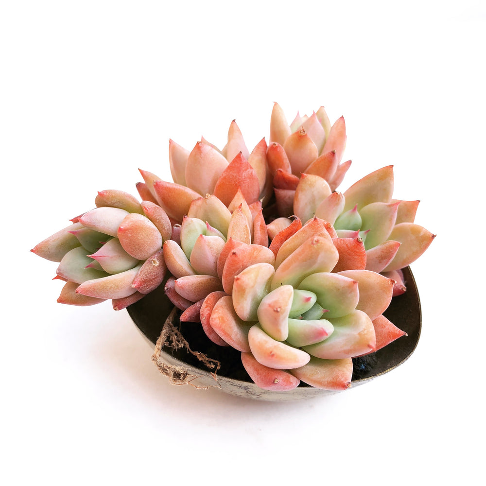 SPECIAL! JUST CART!! Echeveria Belati, (If Sold Out Please Read)