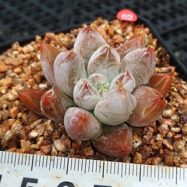 Echeveria Tolimanensis, (Random)