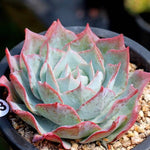 PRESALE Echeveria Lonzanii, (Not so Random)