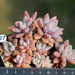 PRESALE Echeveria Sugar Jelly, Cluster (Random)