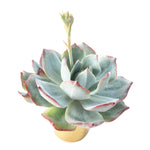 (RESERVED FOR REPLACEMENT) Echeveria Lonzani