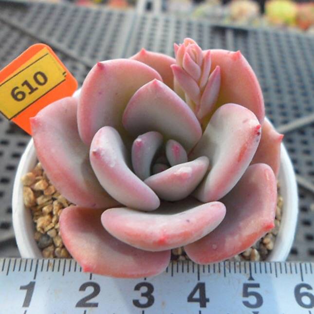 PRESALE Echeveria Amarrensis, (Random)