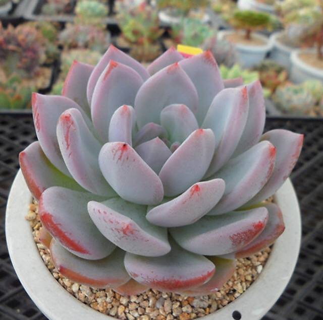 PRESALE Echeveria Hosikage, (Random)