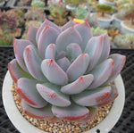 PRESALE Echeveria Hosikage, (Random)