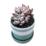 Echeveria Tolimanensis, Triple