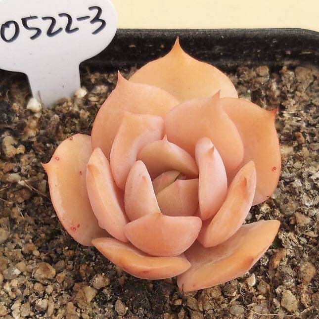 PRESALE Echeveria White Snow, (Random)